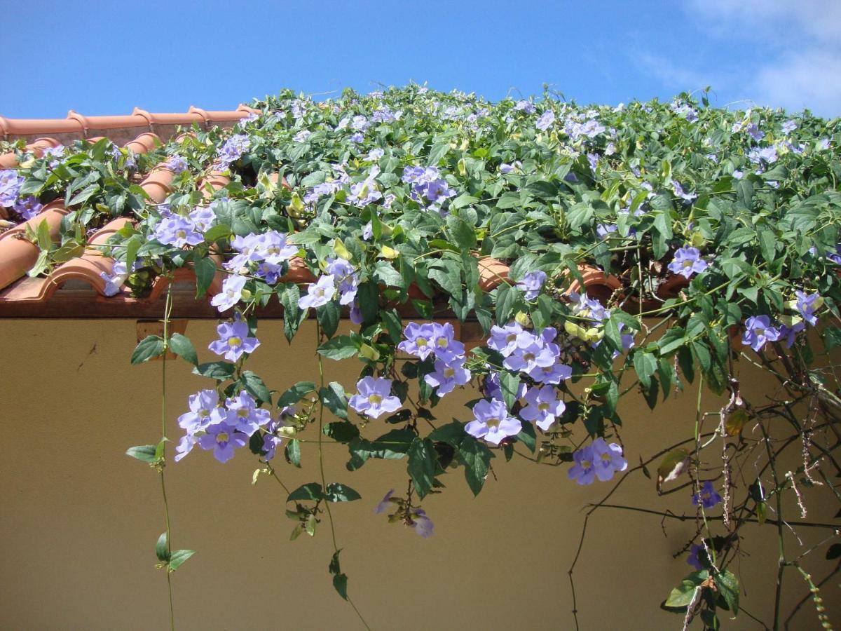 Blooming Botanic Houses Estreito Da Calheta Exterior foto